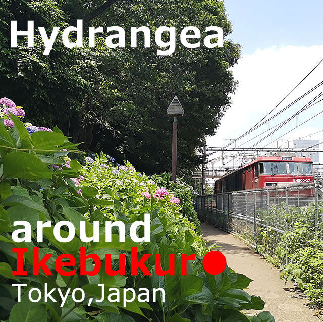 Hydrangea(Ajisai) around Ikebukuro