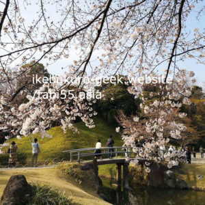 Cherryblossoms in Spring（late March）Koishikawa Korakuen Garden