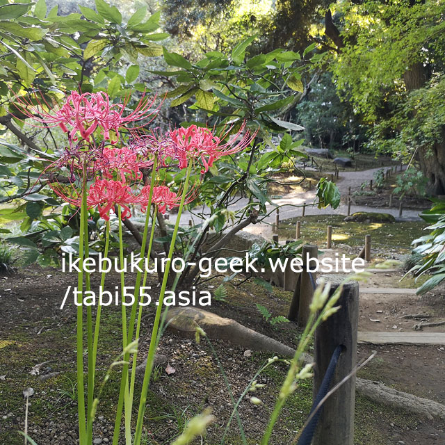 Red Spider Lily@Kyu-Furukawa Garden