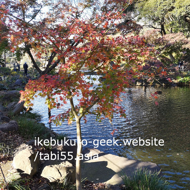 Autumn leaves@Higo-Hosokawa Garden