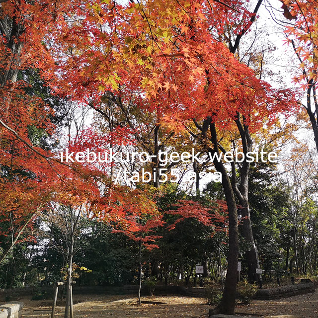 Otome Yama Park/Autumn Leaves near Ikebukuro【within 30min】