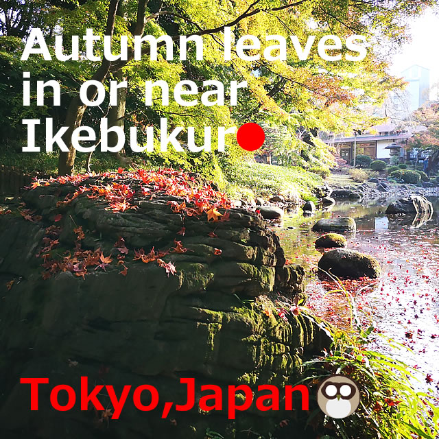 10 Autumn Leaves in or near Ikebukuro,Tokyo【Within 30min】