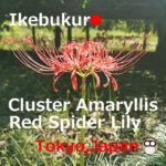 Cluster Amaryllis(Red Spider Lily) in or near Ikebukuro