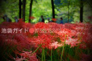 Just over 90 minutes from Ikebukuro! Cluster of　red spider lily "Kinchakuda