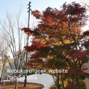 Autumn leaves in Winter（Early December）@Minami Ikebukuro Park,Tokyo