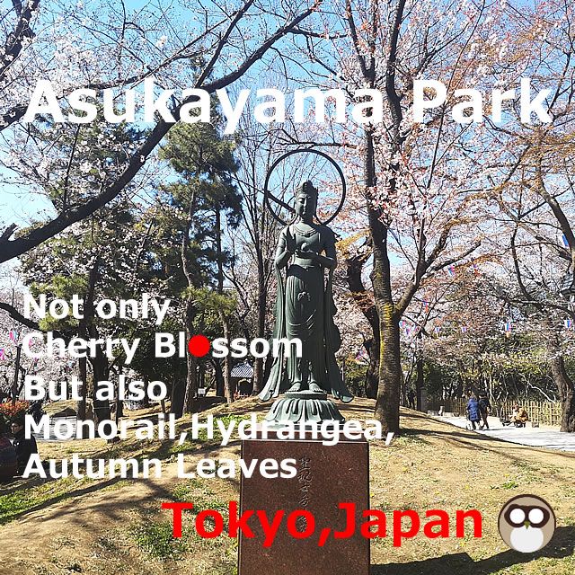 Asukayama Park！Cherry Blossom×Hydrangea,Tokyo
