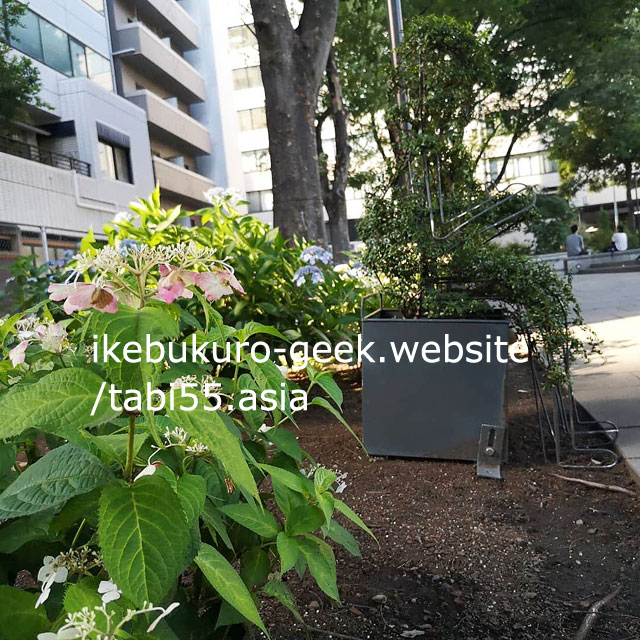 Hydrangea in Summer（June）@Minami Ikebukuro Park,Tokyo