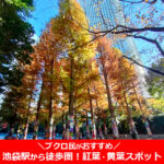 池袋の紅葉！公園やライトアップも！地元民がおすすめ【13選】