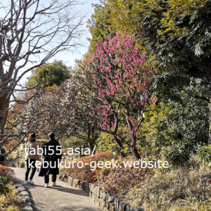 ミニ日本庭園で紅梅、白梅を楽しもう！目白庭園