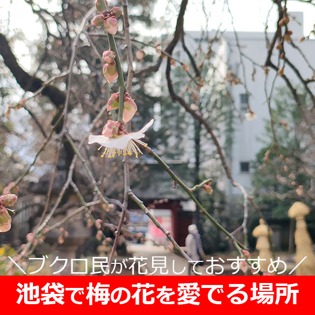 池袋エリア（東京）で梅の花を見るなら！梅林じゃなくても…