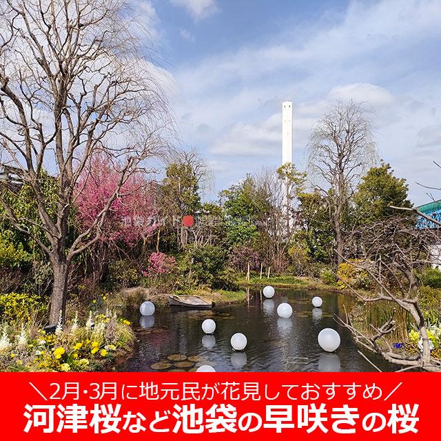 池袋（東京）の早咲きの桜！河津桜など2月・3月が見頃な場所は？おすすめ13選