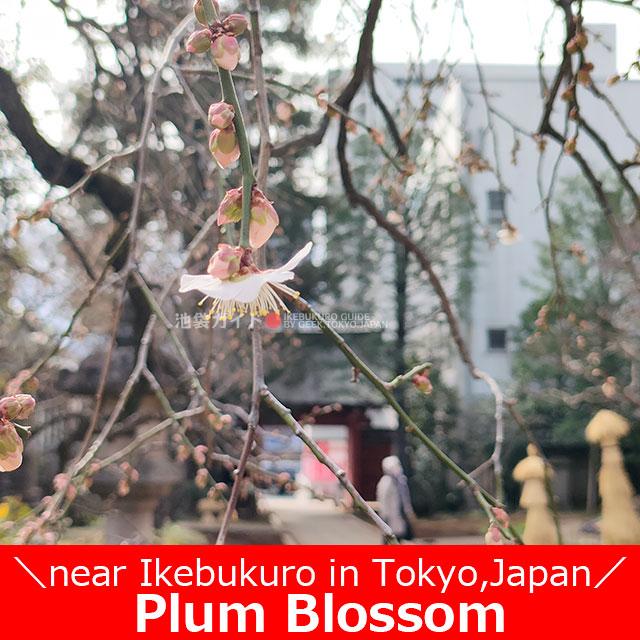 Plum Blossom near Ikebukuro in Tokyo,Japan