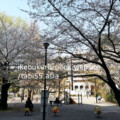 Higashi Ikebukuro Park sakura@Higashi Ikebukuro Park