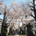 Ikebukuro Hikawa Jinzya Shrine sakura@Ikebukuro Hikawa Jinzya Shrine