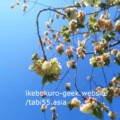 Jisho-in sakura@Jisho-in