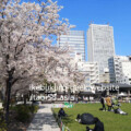 Minami Ikebukuro Park sakura@Minami Ikebukuro Park