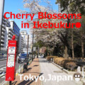Summary in IKB Cherry Blossoms(Sakura)12 Spots in Ikebukuro(Tokyo,Japan)