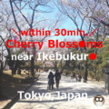Cherry Blossoms(Sakura)【12Spots】 near Ikebukuro(Tokyo,Japan)