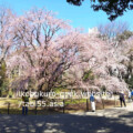 Rikugien Garden Weeping cherry tree in Spring(end of March)