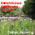 Koishikawa Korakuen Garden Koishikawa Korakuen Garden(Tokyo,Japan)