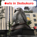 Owls in Ikebukuro