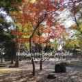 Asukayama Park Asukayama Park/Autumn Leaves near Ikebukuro【within 30min】