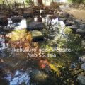Tetsugaku-do Park/Autumn Leaves near Ikebukuro【within 30min】