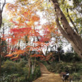 Otome Yama Park Otome Yama Park/Autumn Leaves near Ikebukuro【within 30min】