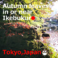 【30min】Autumn Leaves 10 Autumn Leaves in or near Ikebukuro,Tokyo【Within 30min】