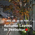【in】Autumn leaves Autumn leaves【10】 in Ikebukuro,Tokyo , Japan
